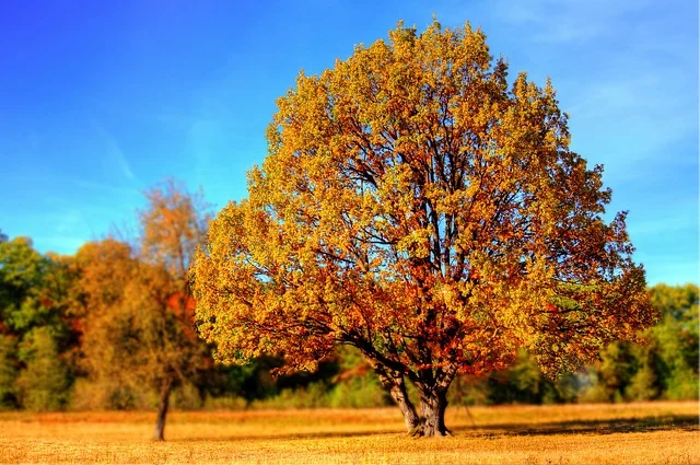 Baum in Herbstsonne